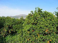 Sinaasappelbompen in de streek van Valencia