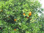 Sinaasappelboom