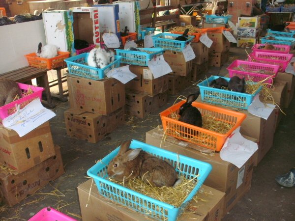 Overdekte dierenmarkt in Sancoins