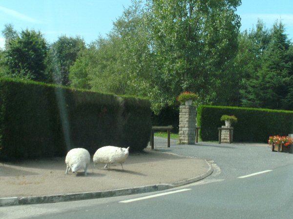 De schaapjes in Mézières-sur-Issoire
