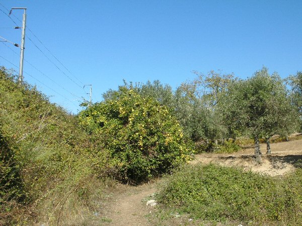 Kweeperenboom langs de spoorlijn