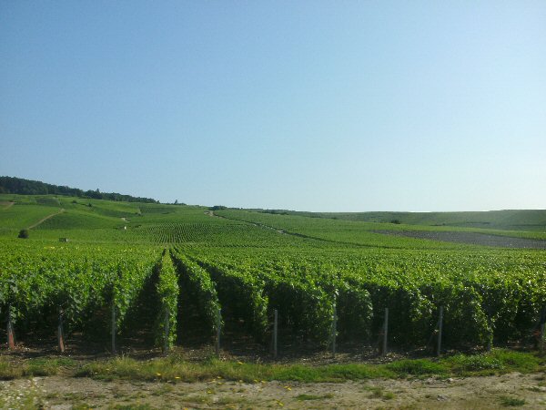 De druivenvelden in de buurt van Epernay