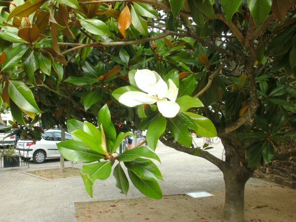 Bloemen op de Ficus