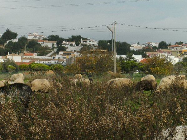 Schaapherder met kudde schapen